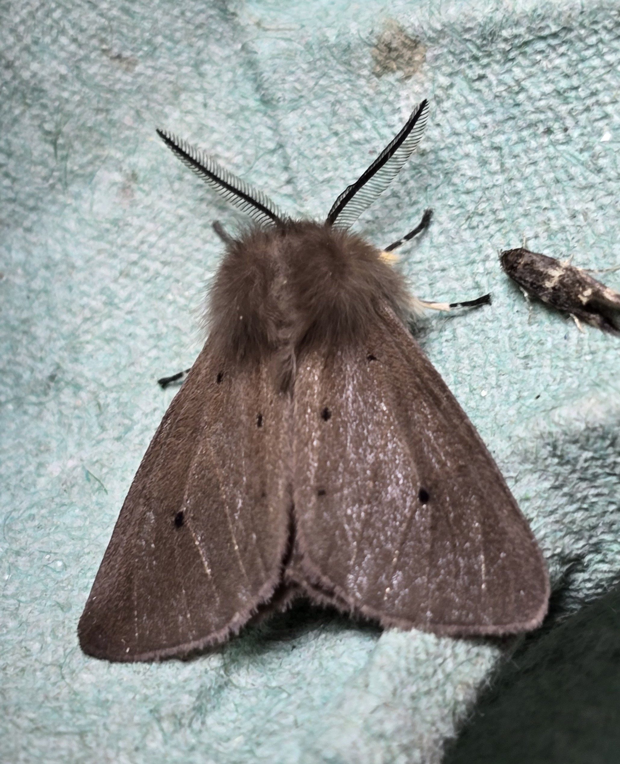 Photo of Muslin Moth (Diaphora mendica)